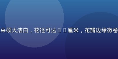 东方百合卡萨布兰卡品种特写，花朵硕大洁白，花径可达30厘米，花瓣边缘微卷，散发浓郁甜香，是婚礼花艺首选