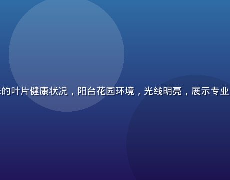 园艺师正在检查百合植株的叶片健康状况，阳台花园环境，光线明亮，展示专业养护百合的正确操作方式
