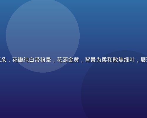 特写镜头下的东方百合花朵，花瓣纯白带粉晕，花蕊金黄，背景为柔和散焦绿叶，展现百合的高贵与细腻质感
