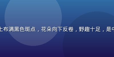 虎皮百合卷丹品种，橙红色花瓣上布满黑色斑点，花朵向下反卷，野趣十足，是中国原生百合中最具辨识度的品种