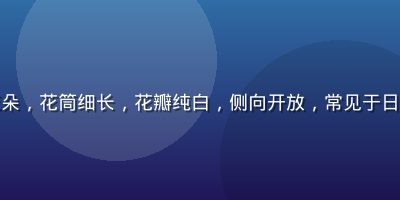 铁炮百合麝香百合白色喇叭形花朵，花筒细长，花瓣纯白，侧向开放，常见于日本冲绳海边，象征复活节的圣洁