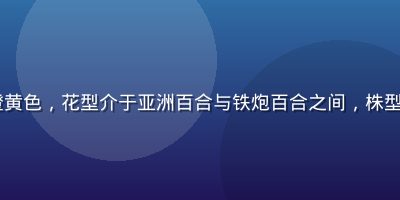 LA百合布林迪西品种，花朵橙黄色，花型介于亚洲百合与铁炮百合之间，株型整齐，适合大规模商业切花生产