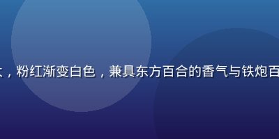 OT百合罗宾娜品种，花朵巨大，粉红渐变白色，兼具东方百合的香气与铁炮百合的挺拔株型，是切花市场新宠